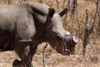 1763636822493-c71dab65-2dfd-4e97-8449-c9fb9ff3a096_169