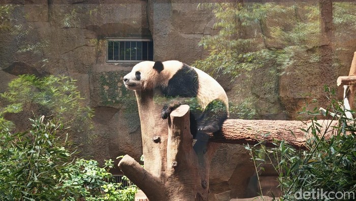 1763831257578-panda-1744926803881_169