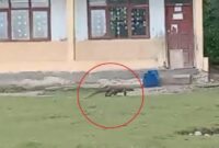 1763874663899-komodo-berkeliaran-di-area-sekolah-di-kecamatan-komodo-manggarai-barat-ntt-foto-dok-riana-farid-1763729719814_169