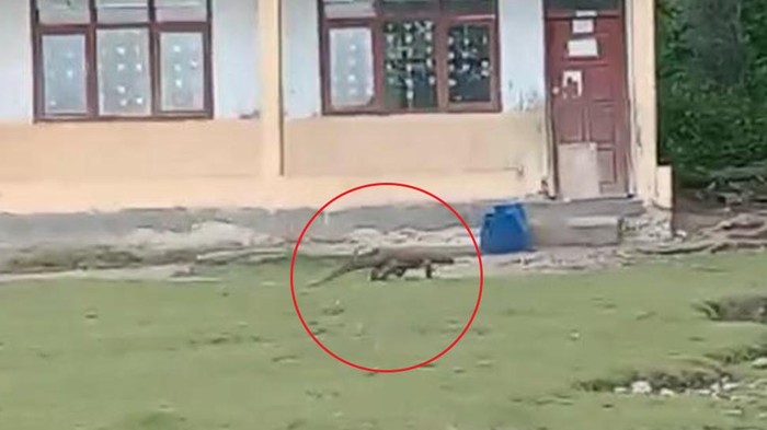 1763874663899-komodo-berkeliaran-di-area-sekolah-di-kecamatan-komodo-manggarai-barat-ntt-foto-dok-riana-farid-1763729719814_169