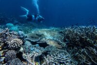 1763961053033-pesona-bawah-laut-tomia-dongkrak-wisata-wakatobi-1763906061708_169