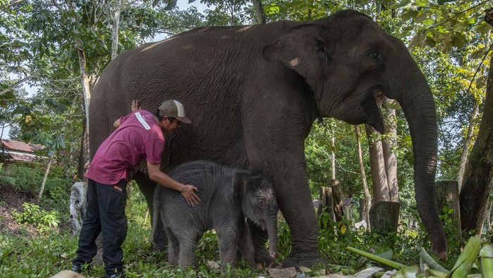 1764565766757-anak-gajah-sumatera-lahir-di-tn-tesso-nilo-1_169
