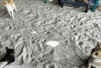 1764587428294-ugc-dtravelers-detiktravel-1764564936029