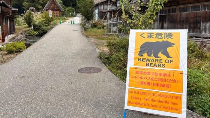 1764673923888-beruang-di-jepang-1761915444944_169