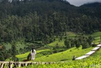 1764781736239-fashion-show-di-tengah-perkebunan-teh-pangalengan-2_169