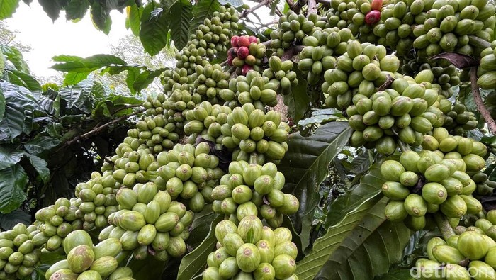 1764781754144-ilustrasi-kebun-kopi-di-kota-pagar-alam-1750493825583_169