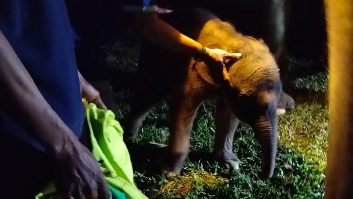 1765084065363-taman-nasional-way-kambas-tnwk-di-kecamatan-labuhan-ratu-lampung-timur-mencatat-kelahiran-seekor-anak-gajah-sumatera-elephas-m-1765069003470_169