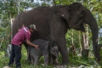 1765105673177-anak-gajah-sumatera-lahir-di-tn-tesso-nilo-1_169