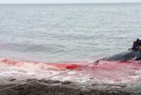 1765105690062-berburu-ikan-paus-di-lamalera-lembata-ntt-istimewa-1765091852310_169