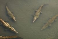 1765105692783-ilustrasi-buaya-1765067978242_169