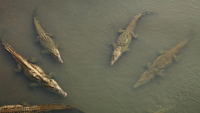 1765105692783-ilustrasi-buaya-1765067978242_169