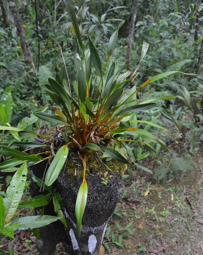 1765256958286-anggrek-emas-papua-1765240739644