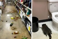 1765278482761-rakun-rampok-toko-miras-1764780263878_169