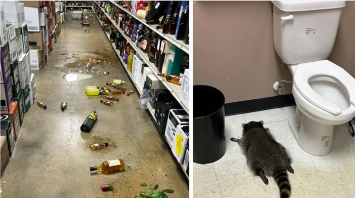 1765278482761-rakun-rampok-toko-miras-1764780263878_169