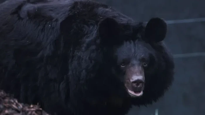 1765300008367-beruang-hitam-asia-yampil_169