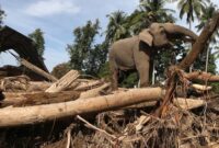 1765429669985-gajah-turun-gunung-bantu-bersihkan-puing-bencana-di-pidie-jaya-1765184169438_169