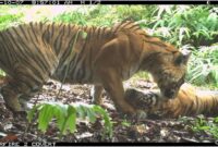 1765429740366-kamera-jebak-peneliti-tangkap-gambar-jelas-harimau-sumatera-di-ekosistem-leuser-aceh-1765103882164_169