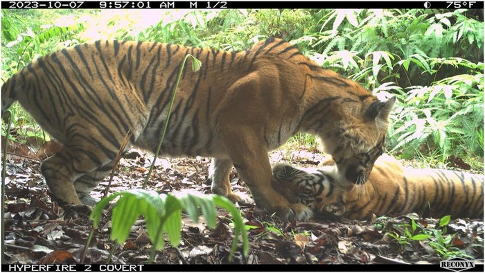 1765429740366-kamera-jebak-peneliti-tangkap-gambar-jelas-harimau-sumatera-di-ekosistem-leuser-aceh-1765103882164_169