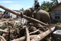 1765451254387-gajah-turun-gunung-bantu-bersihkan-puing-bencana-di-pidie-jaya-1765184169491_169