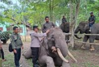 1765451259448-pejabat-polda-riau-mengunjungi-plg-sebanga-sebagai-bentuk-dukungan-pelestarian-gajah-sumatera-1758108044130_169