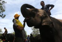 1765451263873-hari-gajah-sedunia-1754994167036_169