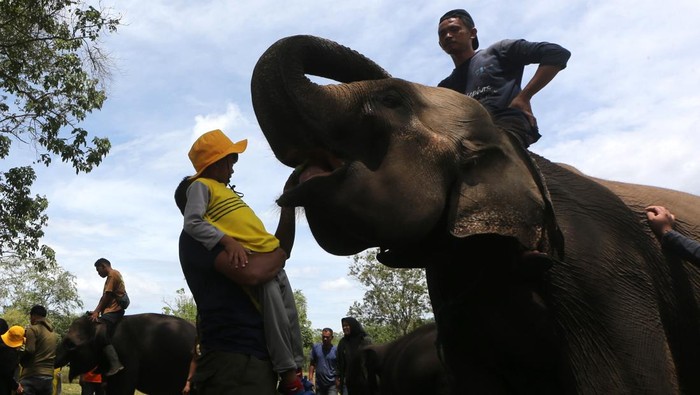 1765451263873-hari-gajah-sedunia-1754994167036_169