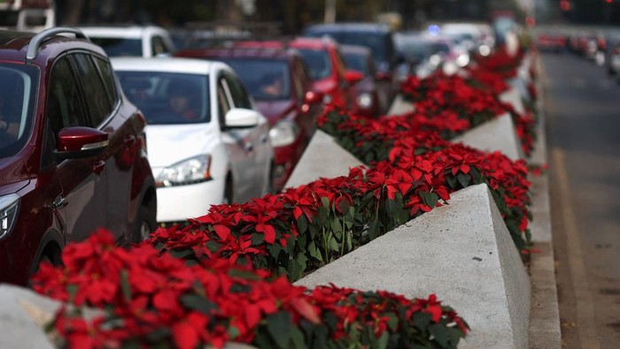 1765516068243-bunga-poinsettia-bermekaran-semarakkan-natal-di-meksiko-1765434491482_169