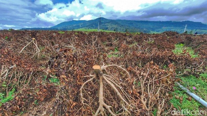 1765537684087-kondisi-kebun-teh-di-pangalengan-yang-dirusak-1764399697527_169