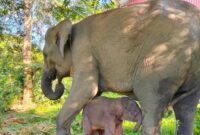 1765537704917-taman-nasional-way-kambas-tnwk-di-kecamatan-labuhan-ratu-lampung-timur-mencatat-kelahiran-seekor-anak-gajah-sumatera-elephas-m-1765069003249_169