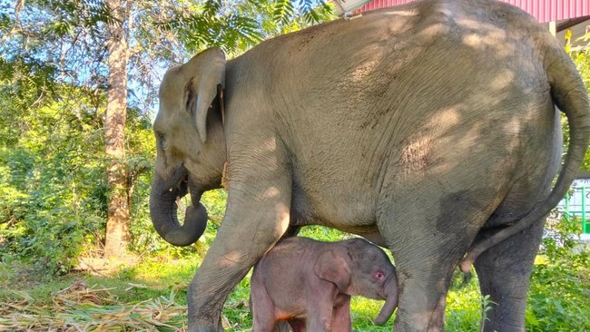 1765537704917-taman-nasional-way-kambas-tnwk-di-kecamatan-labuhan-ratu-lampung-timur-mencatat-kelahiran-seekor-anak-gajah-sumatera-elephas-m-1765069003249_169