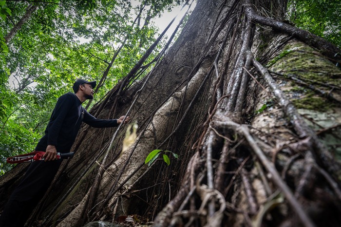 1765602394796-pesona-hutan-hujan-tropis-di-geopark-meratus-1