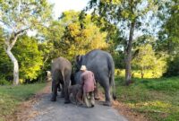 1765688771957-taman-nasional-way-kambas-tnwk-di-kecamatan-labuhan-ratu-lampung-timur-mencatat-kelahiran-seekor-anak-gajah-sumatera-elephas-m-1765069003308_169