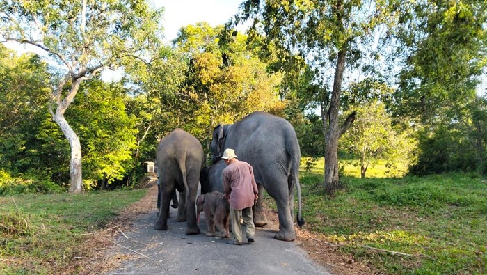 1765688771957-taman-nasional-way-kambas-tnwk-di-kecamatan-labuhan-ratu-lampung-timur-mencatat-kelahiran-seekor-anak-gajah-sumatera-elephas-m-1765069003308_169