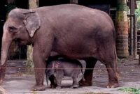 1765688845453-bayi-gajah-di-jatim-park-2-kota-batu-1747811719766_169