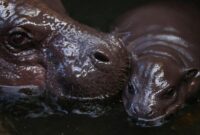 1765861698703-germany-hippo-1765813442674_169