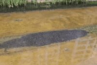 1765861705547-gerombolan-ikan-lele-di-kanal-canberra-street-singapura-1765608804150_169