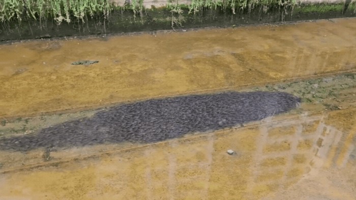 1765861705547-gerombolan-ikan-lele-di-kanal-canberra-street-singapura-1765608804150_169