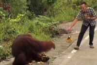 1765883210487-tangkapan-layar-orang-utan-turun-ke-jalanan-kutai-timur-dan-diberi-makan-pengendara-1765717413547_169