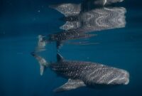 1765883212146-hiu-paus-di-perairan-teluk-saleh-torano-sumbawa-nusa-tenggara-barat-ntb-populasinya-tercatat-sebanyak-110-ekor-spesies-yang-di_169