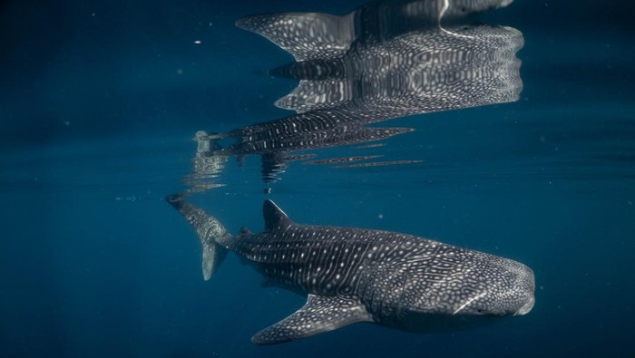 1765883212146-hiu-paus-di-perairan-teluk-saleh-torano-sumbawa-nusa-tenggara-barat-ntb-populasinya-tercatat-sebanyak-110-ekor-spesies-yang-di_169