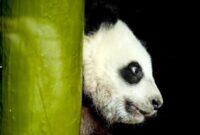 1765904845219-gemasnya-bayi-panda-kembar-raksasa-tampil-perdana-di-kebun-binatang-berlin-1742532462427_169