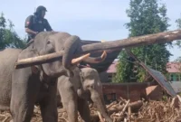 1765904856257-seekor-gajah-sedang-mengangkut-puing-kayu-pasca-banjir-bandang-dari-pemukiman-penduduk-di-gampong-meunasah-bie-kecamatan-meura-1765203914890_169