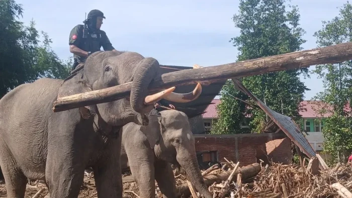 1765904856257-seekor-gajah-sedang-mengangkut-puing-kayu-pasca-banjir-bandang-dari-pemukiman-penduduk-di-gampong-meunasah-bie-kecamatan-meura-1765203914890_169