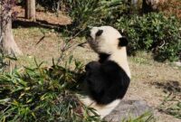 1766034513903-perpisahan-penuh-haru-panda-terakhir-jepang-segera-pulang-ke-china-1765965205091_169