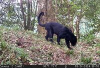 1766077665426-penampakan-macan-tutul-gunung-ciremai-yang-tertangkap-kamera-1765684989768_169