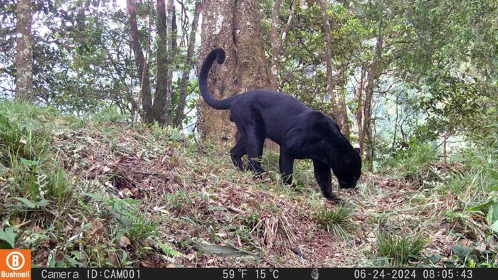 1766077665426-penampakan-macan-tutul-gunung-ciremai-yang-tertangkap-kamera-1765684989768_169