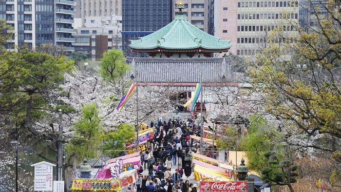 1766920006308-japan-cherry-blossoms_169