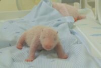 1767719235678-bayi-panda-satrio-lahir-pada-27-novemebr-2025-1765181274643_169