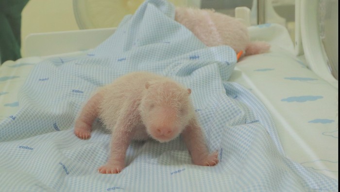 1767719235678-bayi-panda-satrio-lahir-pada-27-novemebr-2025-1765181274643_169