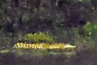 1767719238347-buaya-di-sungai-kedungpeluk-yang-muncul-cukup-lama_169